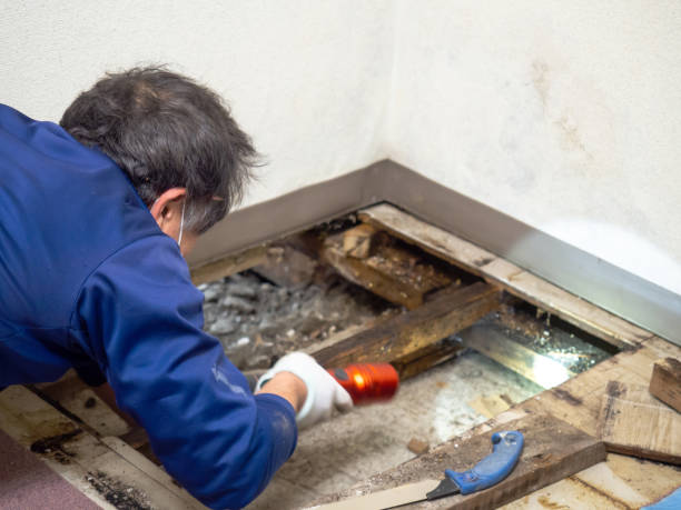 Best Mold Testing  in Park Ridge, IL
