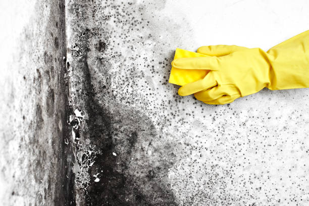 Best Mold Testing  in Park Ridge, IL