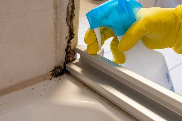 Best Mold Removal and Inspection  in Park Ridge, IL