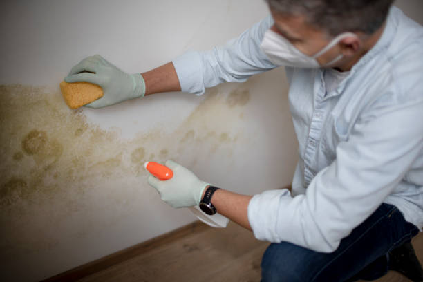 Best Crawl Space Mold Removal  in Park Ridge, IL
