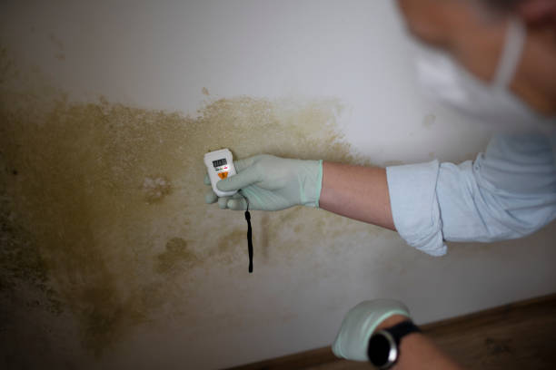 Best Mold Removal Near Me  in Park Ridge, IL
