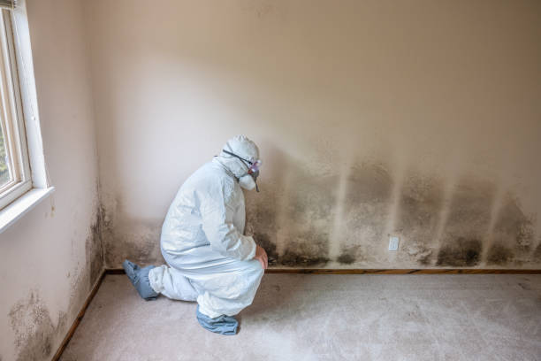 Reliable Park Ridge, IL Mold Removal Solutions
