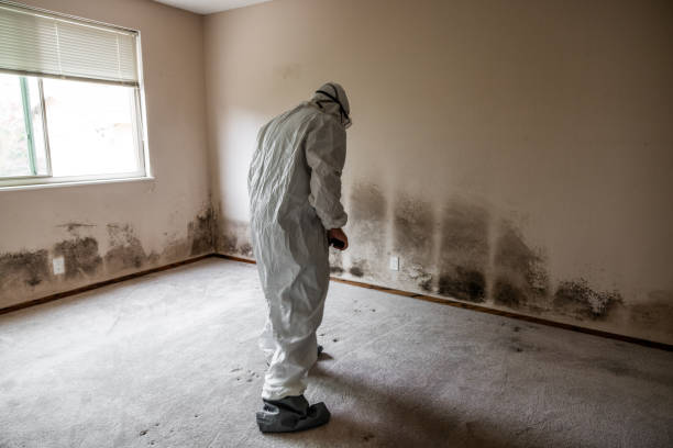 Best Mold Removal Company Near Me  in Park Ridge, IL
