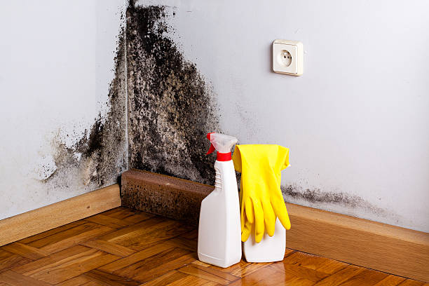 Best Home Mold Removal  in Park Ridge, IL