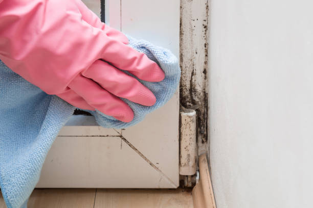 Best Fast Mold Removal  in Park Ridge, IL