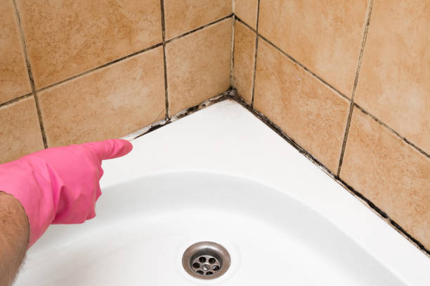 Best Fast Mold Removal  in Park Ridge, IL